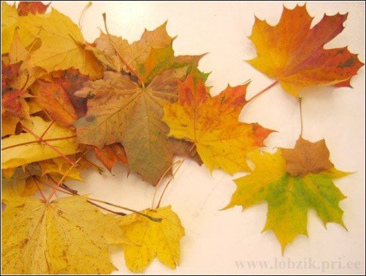Букетик из листьев клена