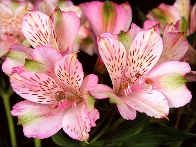 Цветки альстромерии розового цвета