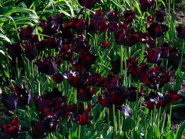 а. Самые дорогие цветы в мире черный тюльпан
