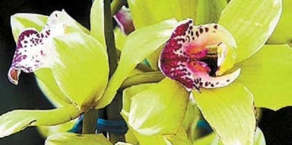 а. орхидея shenzhen nongke