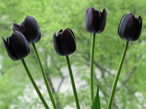 а. самые дорогие цветы в мире черный тюльпан 1