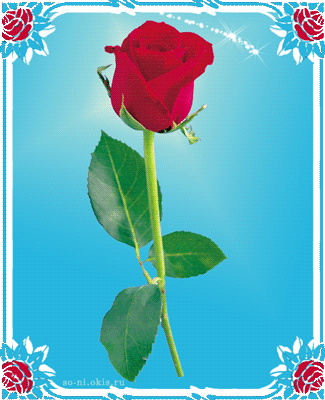анимация розы для тебя