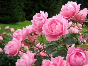 Розовые цветочки