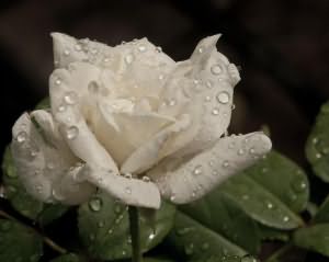 белая роза сонник