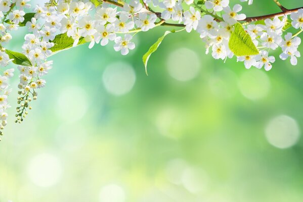 природа цветы весна боке лепестки дерево