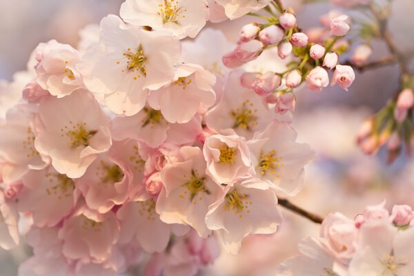 дерево розовые цветы цветение бутоны веточки макро