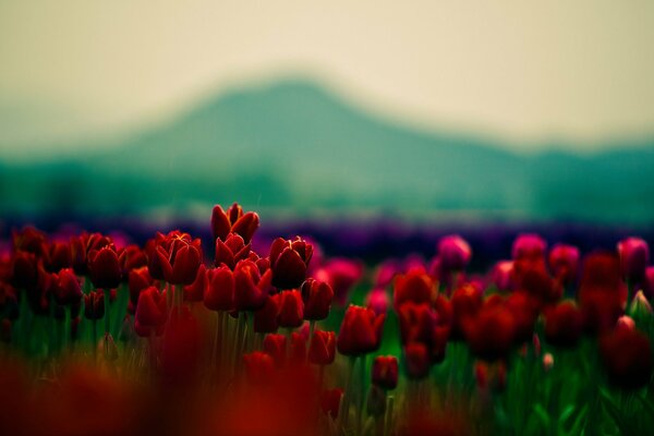 цветы обои тюльпаны красные цветочки цветочек цветки красота красивые цветы красивые обои лепестки макро обои фокус широкоформатные обои широкоэкранные обои цветы обои для рабочего стола обои широкофо