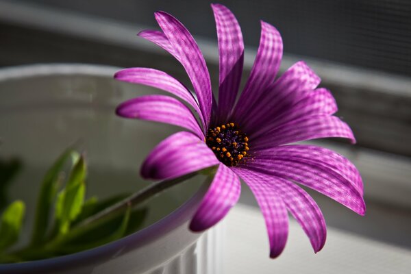 пурпурный цветок макро