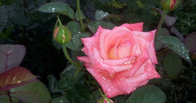 Как вырастить розу из черенка из букета - создаем сад своими руками