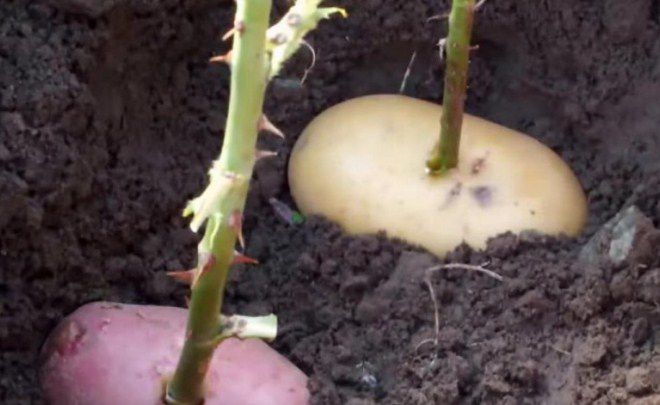 выращивание черенков роз в картофеле