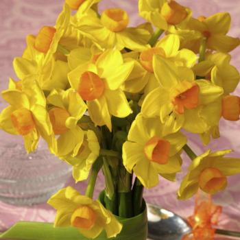 spring-flowers-new-ideas-narcissus