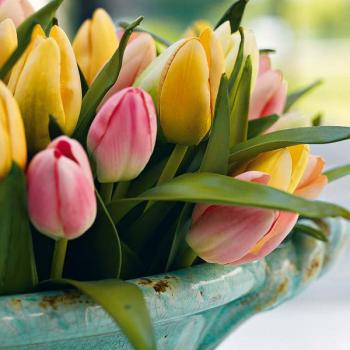 spring-flowers-new-ideas-tulip
