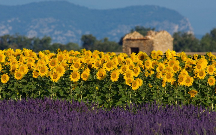 sunflowers-field-in-provence1