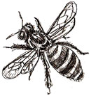 Рисунок Пчелы простым карандашом