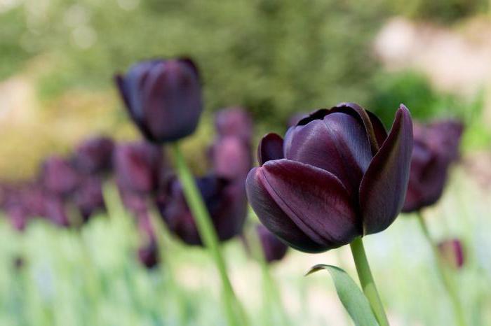 черный тюльпан цветок