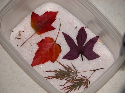 Как сохранить красоту осенних листьев 