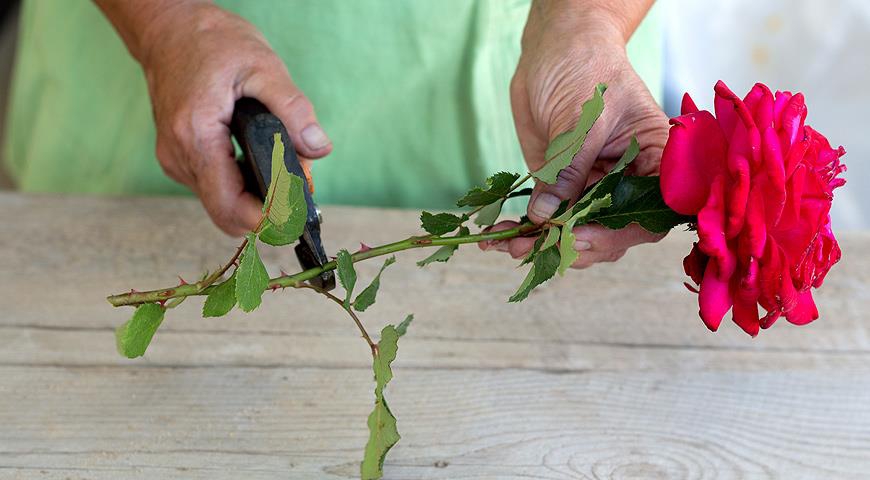 Отрезаем междоузлие розы - черенок с 2 побегами листьев 