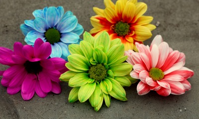 разноцветные ромашки цветы