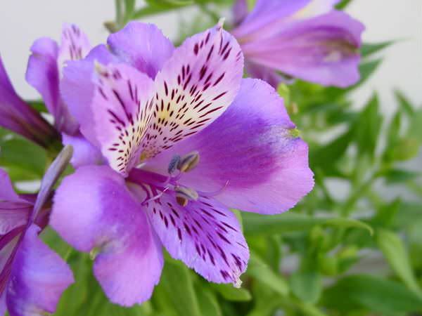 Альстромерия – очень неприхотливое растение, которое хорошо растет и цветет на открытом пространстве в саду и в горшечной культуре