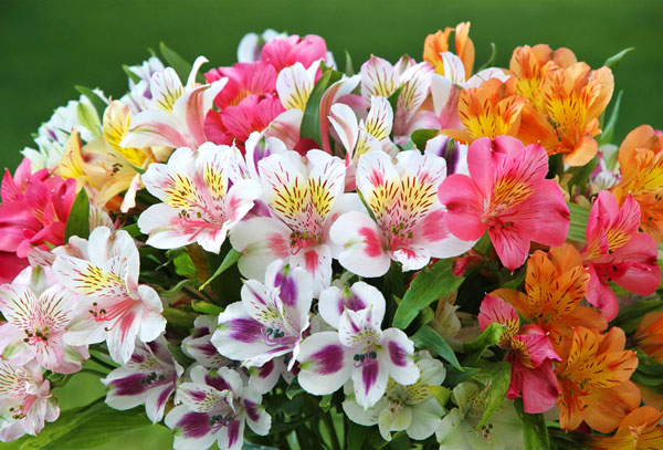 Альстромерия - прекрасные цветы
