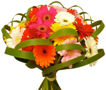 гербери в день народження