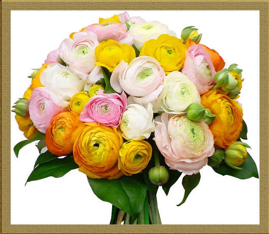 Садові лютики