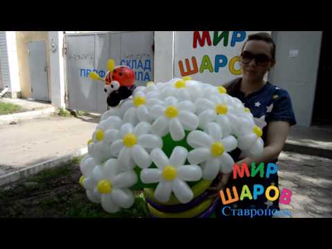 Большой букет ромашек из шаров. Мир Шаров Ставрополь.