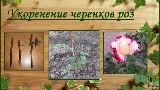 Корнесобственные розы. Выращивание из черенков