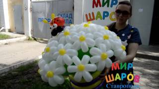 Большой букет ромашек из шаров. Мир Шаров Ставрополь.