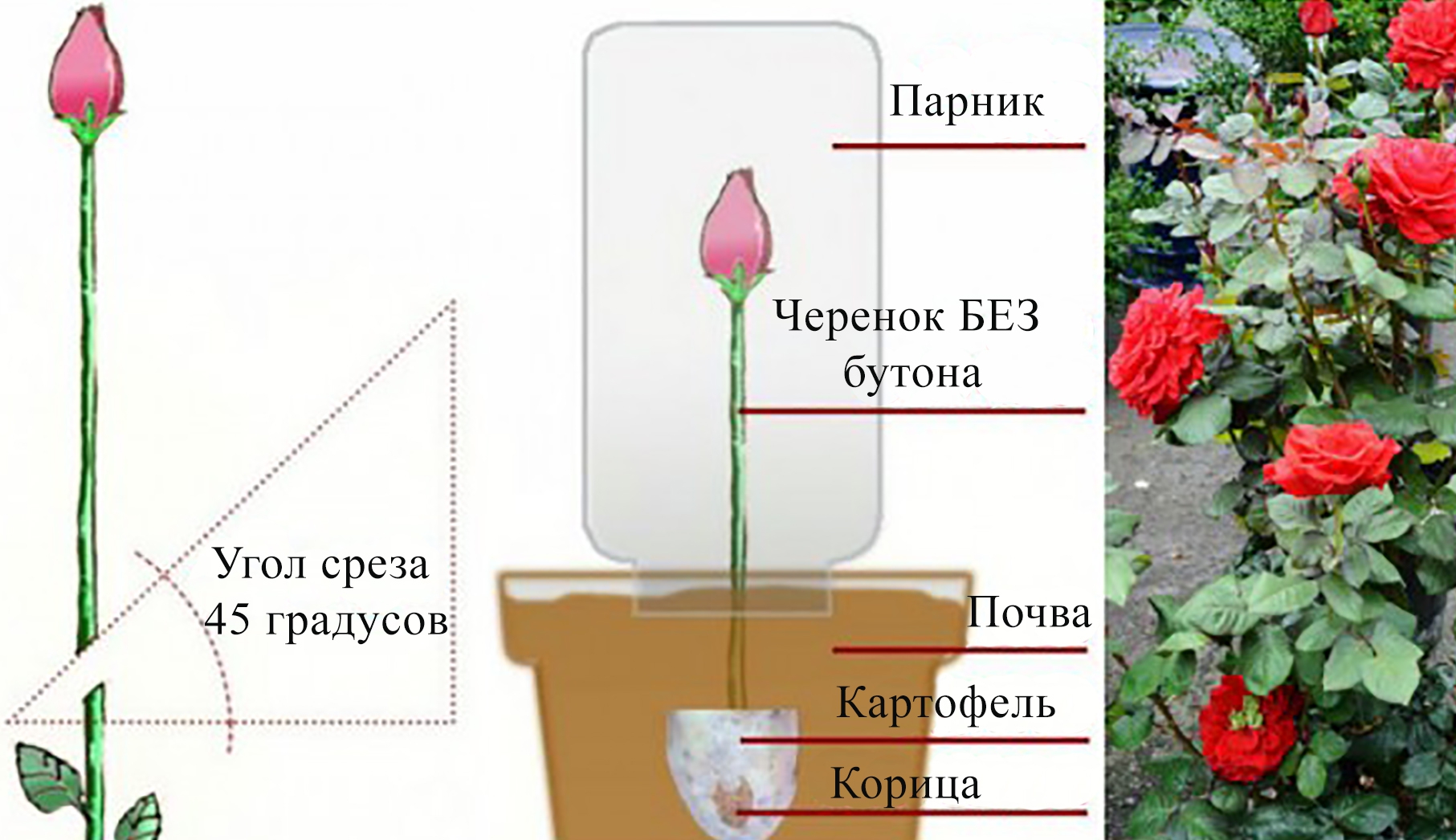как посадить розу из букета в домашних условиях