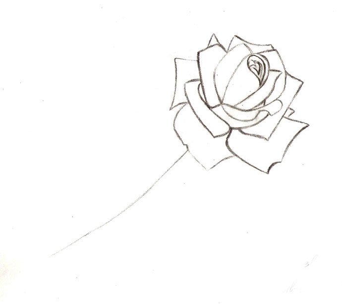Как нарисовать розу шаг за шагом – схема, фото 10