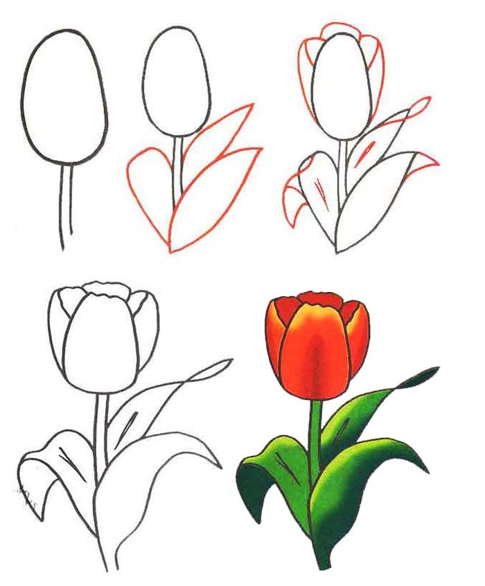 Как нарисовать тюльпаны Схема 5