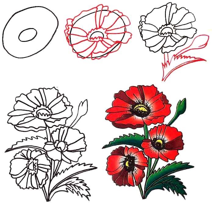 Как нарисовать цветок - Красные маки, фото