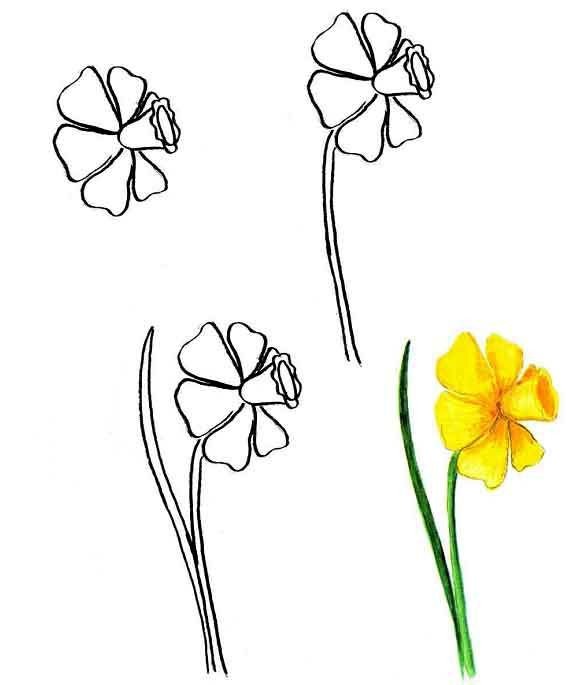 Как нарисовать цветок - Нарциссы, фото 1