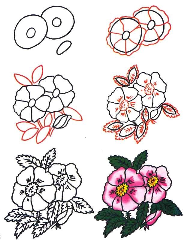 Как нарисовать цветок - Шиповник, фото