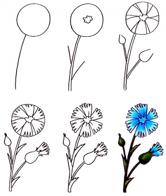 Как нарисовать цветок - Васильки, фото
