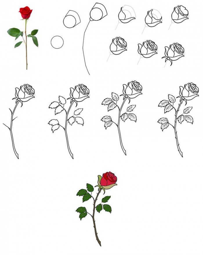 Как нарисовать цветок - Розу, фото 1