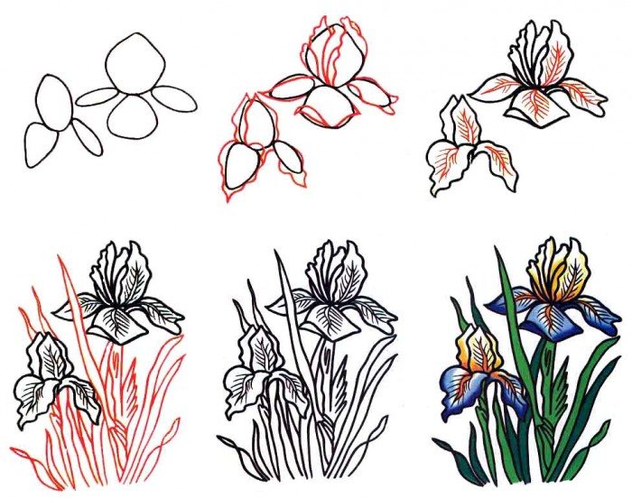 Как нарисовать цветок - Ирис, фото