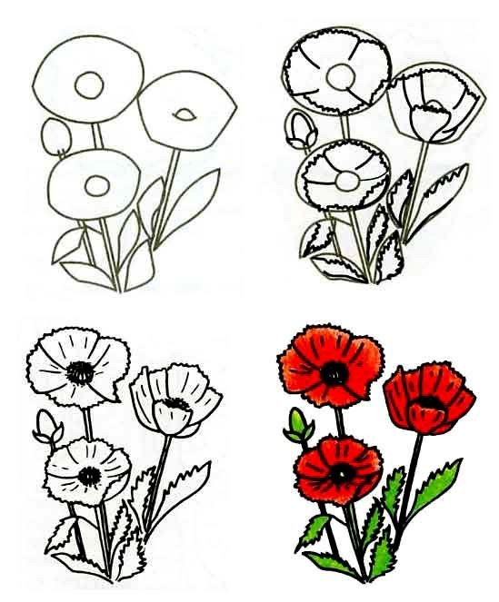 Как нарисовать цветок - Маки, фото