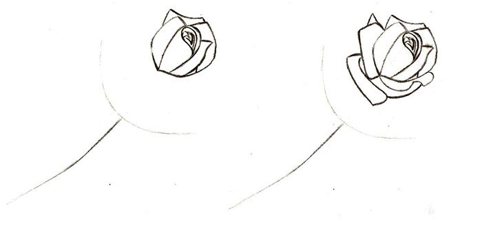 Как нарисовать розу шаг за шагом – схема, фото 9