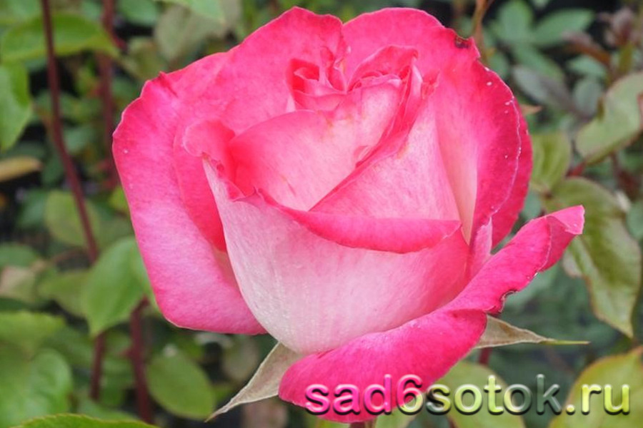 Чайно-гибридная роза сорт Роз Гожар (Rose Gaujard)