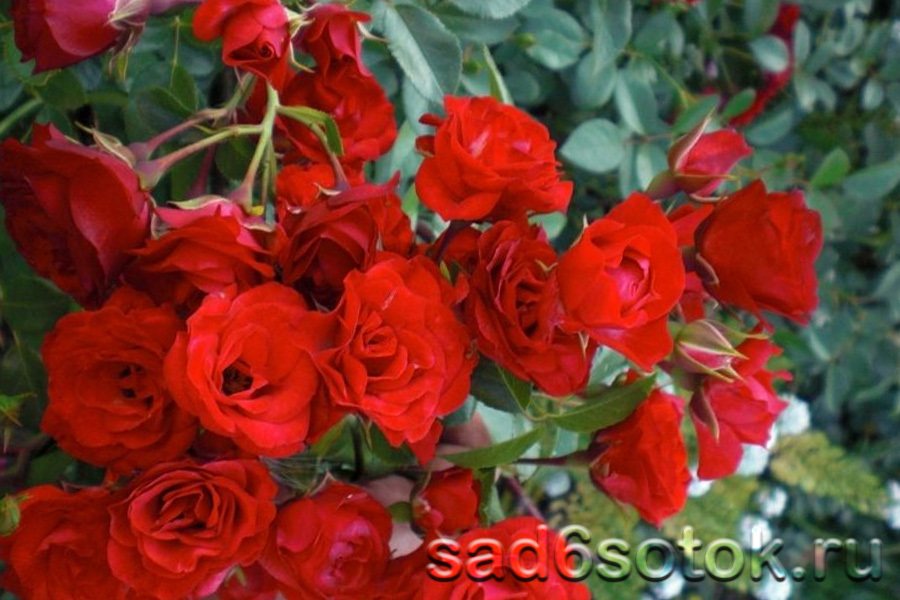 Почвопокровная роза сорт Скарлет Мейяндекор (Scarlet Meillandecor)