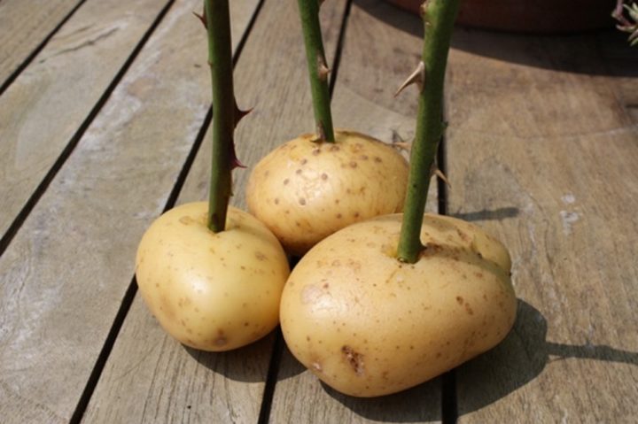 Выращивание в картофеле