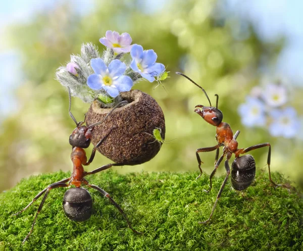 Муравей дает цветы с конфеты, сочных тлей, муравьи сказки — стоковое фото