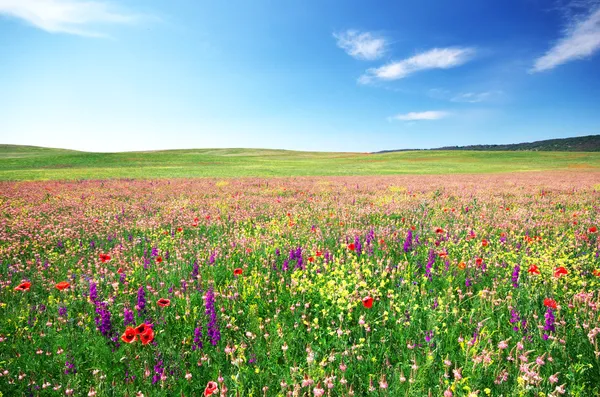 Весной цветок луг — стоковое фото
