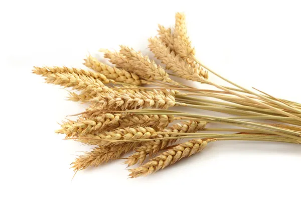 Стебли колосья пшеницы — стоковое фото