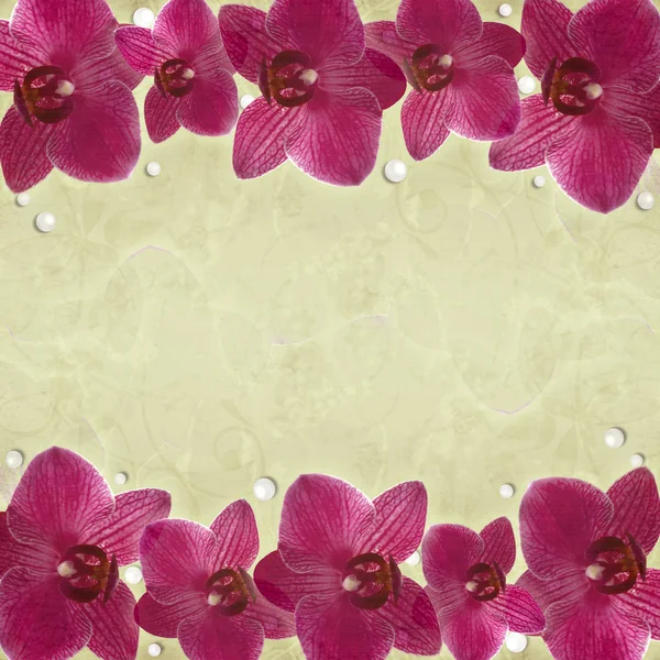 Орхидеи кадр — стоковое фото