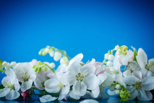 Весенний букет из ландыша и яблоневый цвет Стоковая Картинка