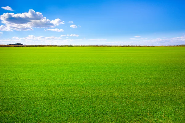Пейзаж травы — стоковое фото