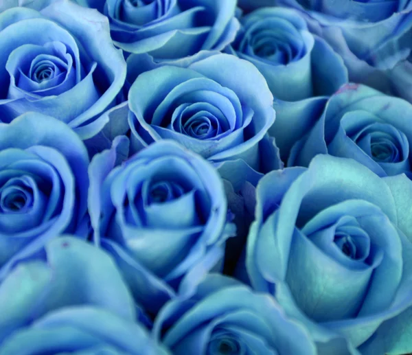 Синие розы букет Стоковое Изображение